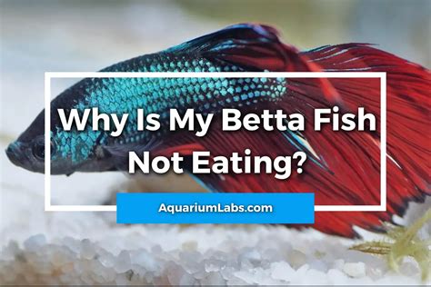 aquarium fish not eating.